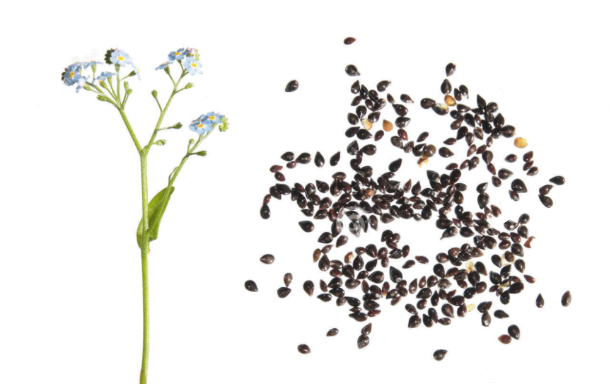 Công nghệ y học Nhật Bản hỗ trợ giảm tích tụ cholesterol dư thừa trong mạch máu - 1