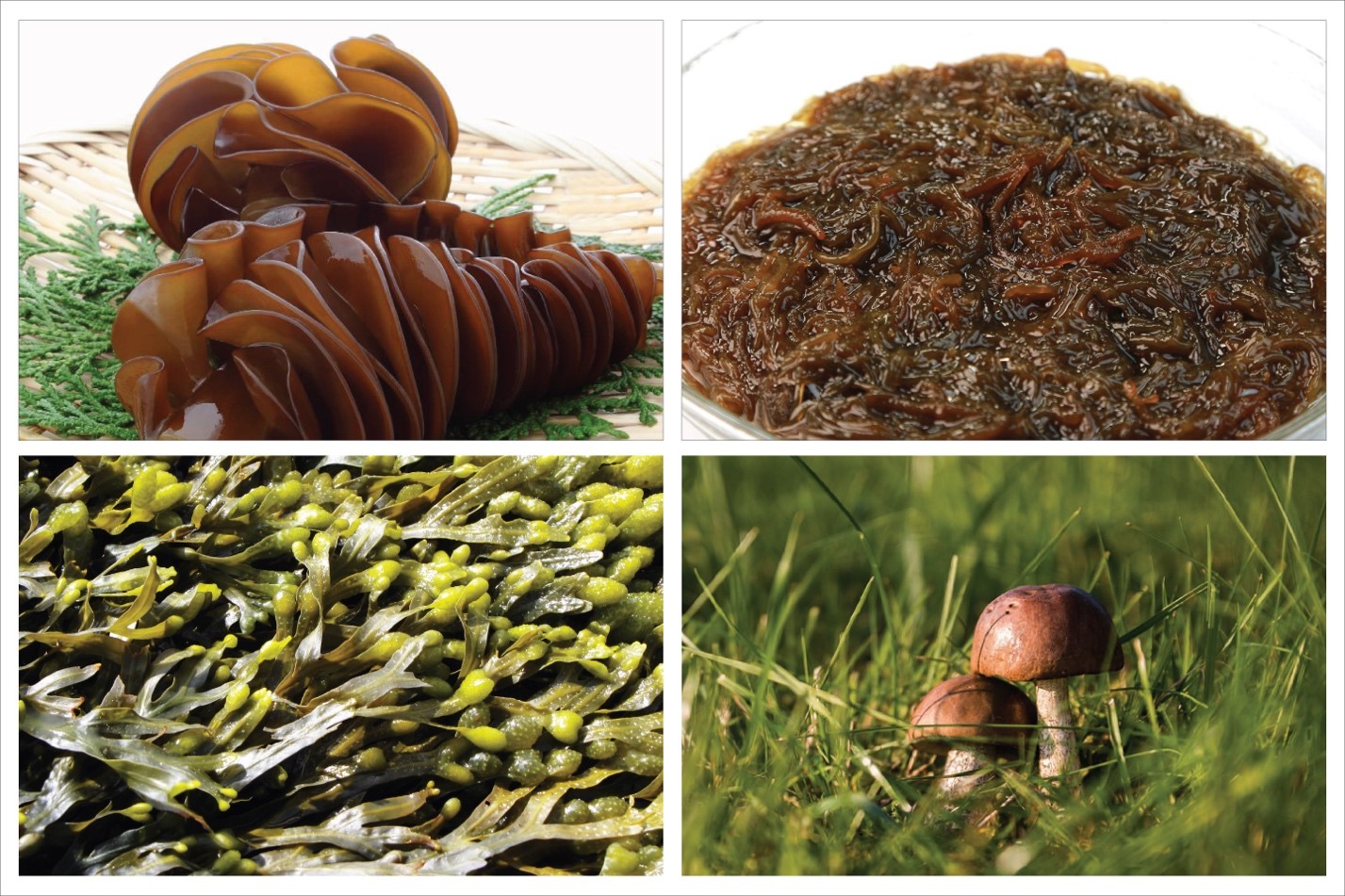 Hợp chất Fucoidan thêm hy vọng mới chiến thắng ung thư - 2