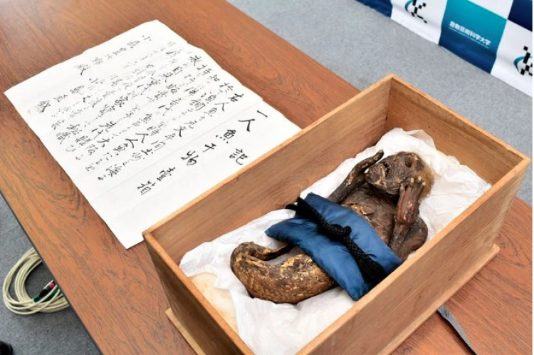 Kết quả xét nghiệm ADN, chụp X quang, chụp CT xác ướp "nàng tiên cá" Nhật Bản - 1