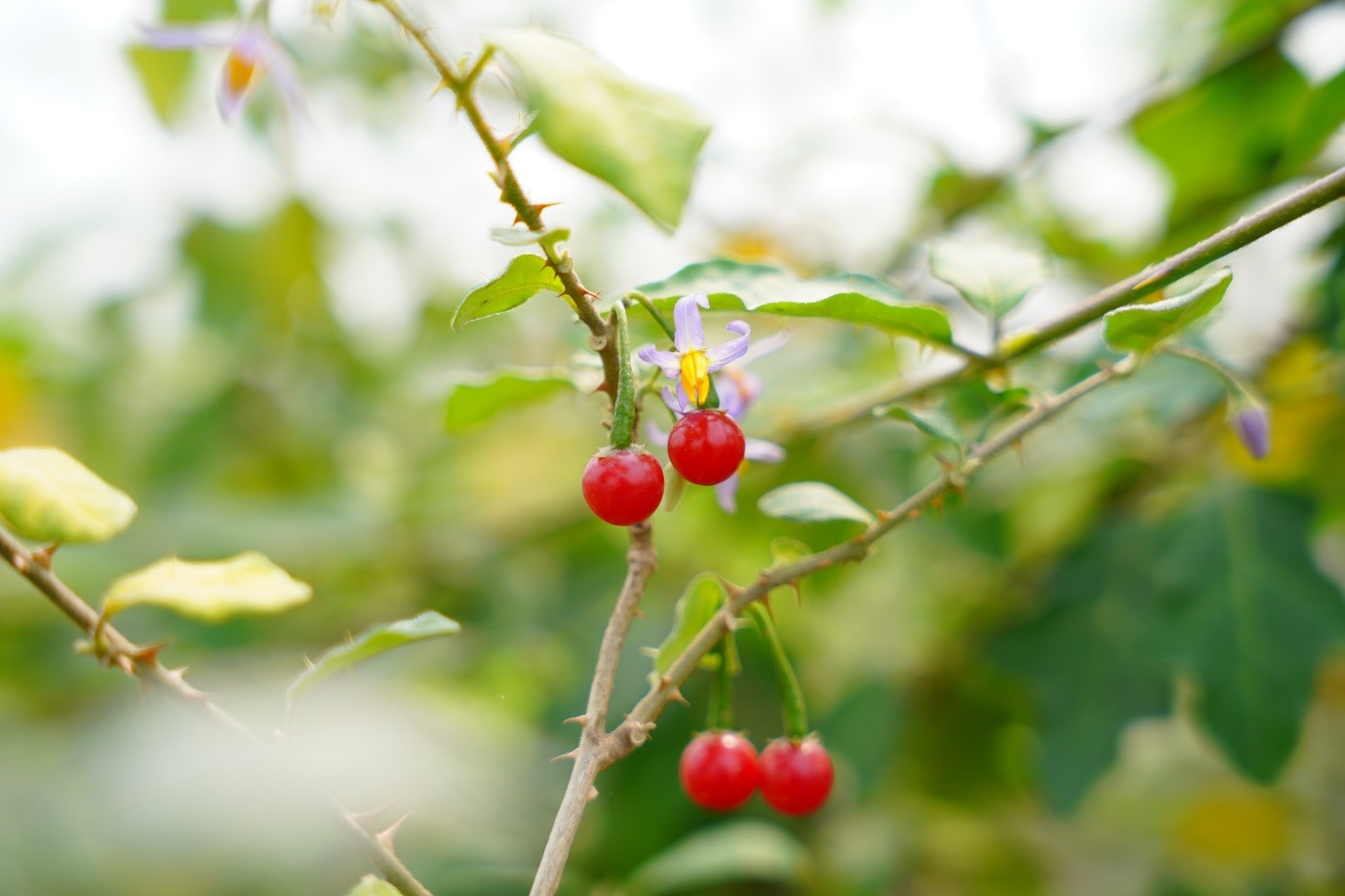 Cà gai leo đạt chuẩn GACP – WHO: thêm hi vọng mới cho người viêm gan virus và xơ gan - 1