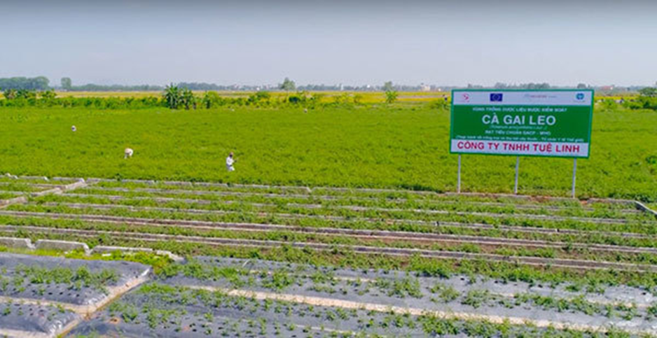 Cà gai leo đạt chuẩn GACP – WHO: thêm hi vọng mới cho người viêm gan virus và xơ gan - 2