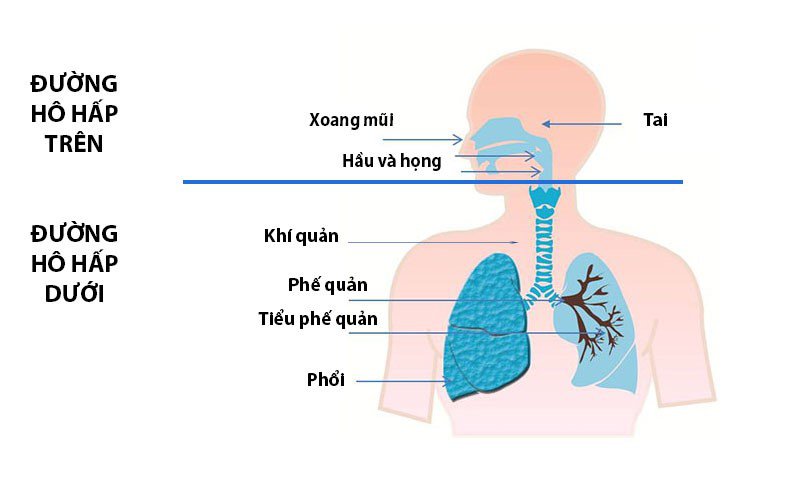 Viêm đường hô hấp trên, đâu là triệu chứng phổ biến? - 1