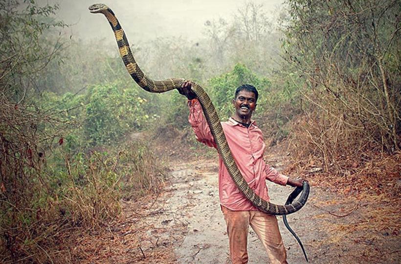 Đằng sau việc 58.000 người chết vì bị rắn cắn mỗi năm ở Ấn Độ - 3