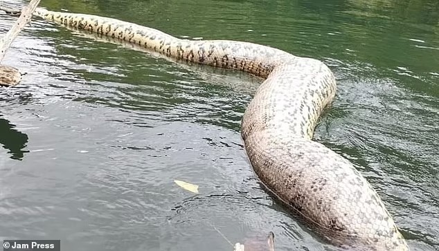 5 tuần sau khi được phát hiện, trăn anaconda khổng lồ nhất thế giới chết thảm - 2