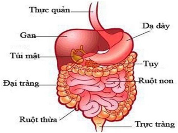 Khổ sở với trào ngược dạ dày suốt bao năm bỗng một ngày ăn tốt ngủ ngon chỉ nhờ may mắn - 3