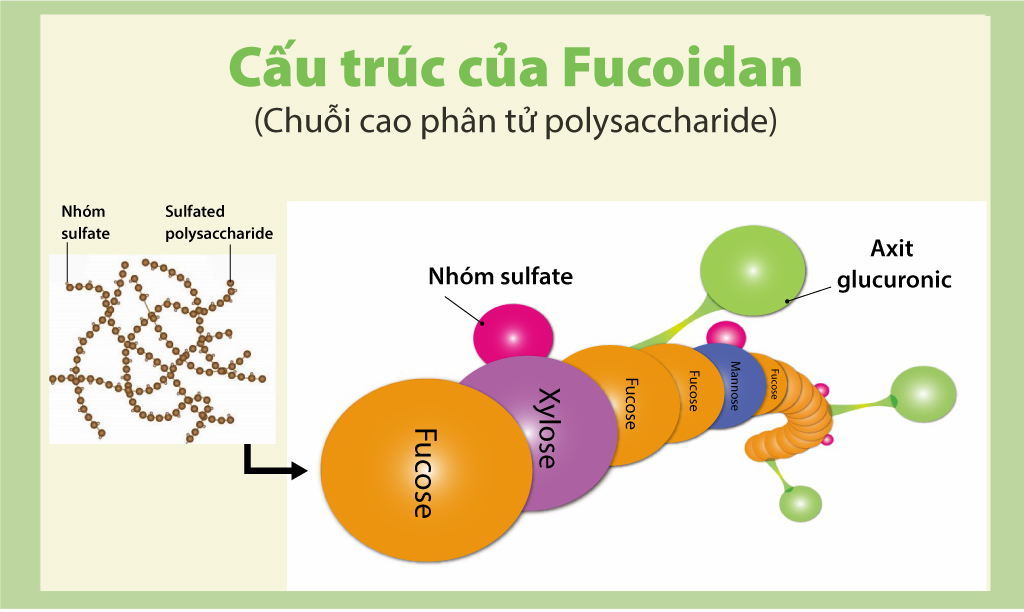 Fucoidan phân tử cao hỗ trợ tăng cường sức khỏe - 1