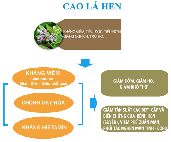 Bảo Khí Khang Plus – Hy vọng mới giúp thở dễ hơn cho người bệnh hen suyễn, viêm phế quản co thắt - 4