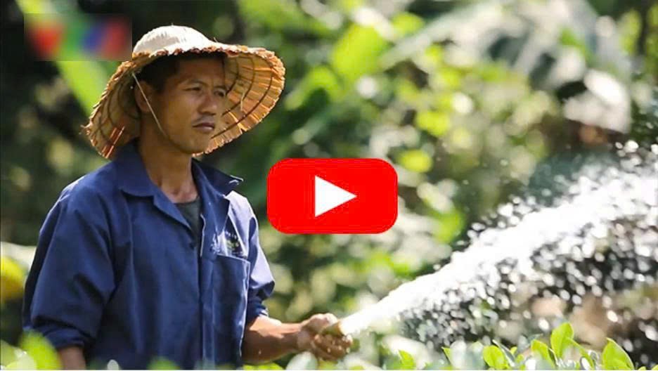 Bất ngờ thảo dược cực “nhạy” với đau lưng, mỏi cổ, nhức khớp, chỉ 5 phút mỗi ngày ổn ngay! - 1