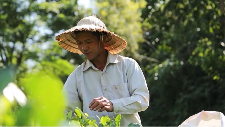 Bất ngờ thảo dược cực “nhạy” với đau lưng, mỏi cổ, nhức khớp, chỉ 5 phút mỗi ngày ổn ngay! - 2