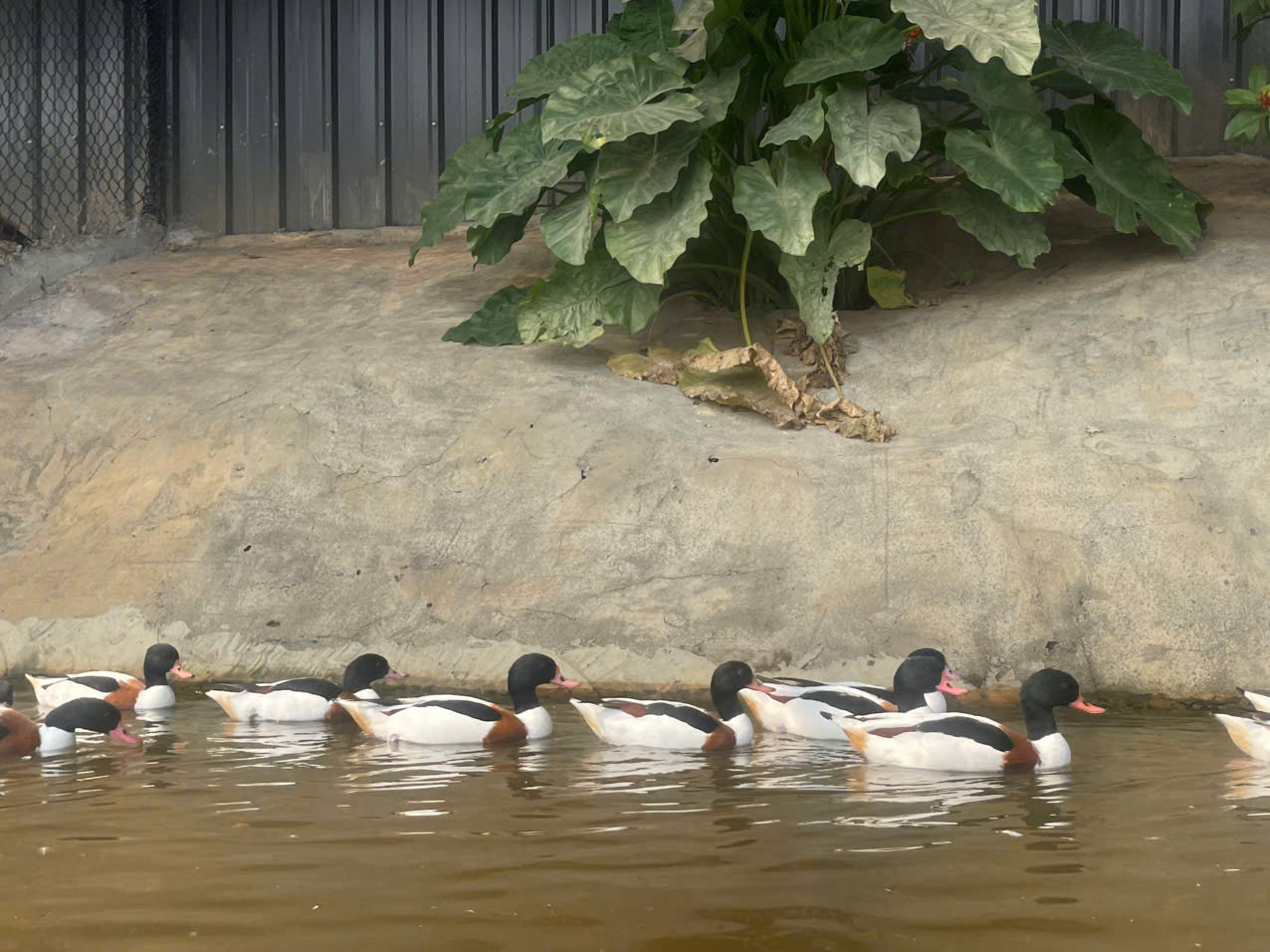 Khách hàng “săn” tìm mua loài vịt cảnh, thiên nga làm quà biếu Tết - 3