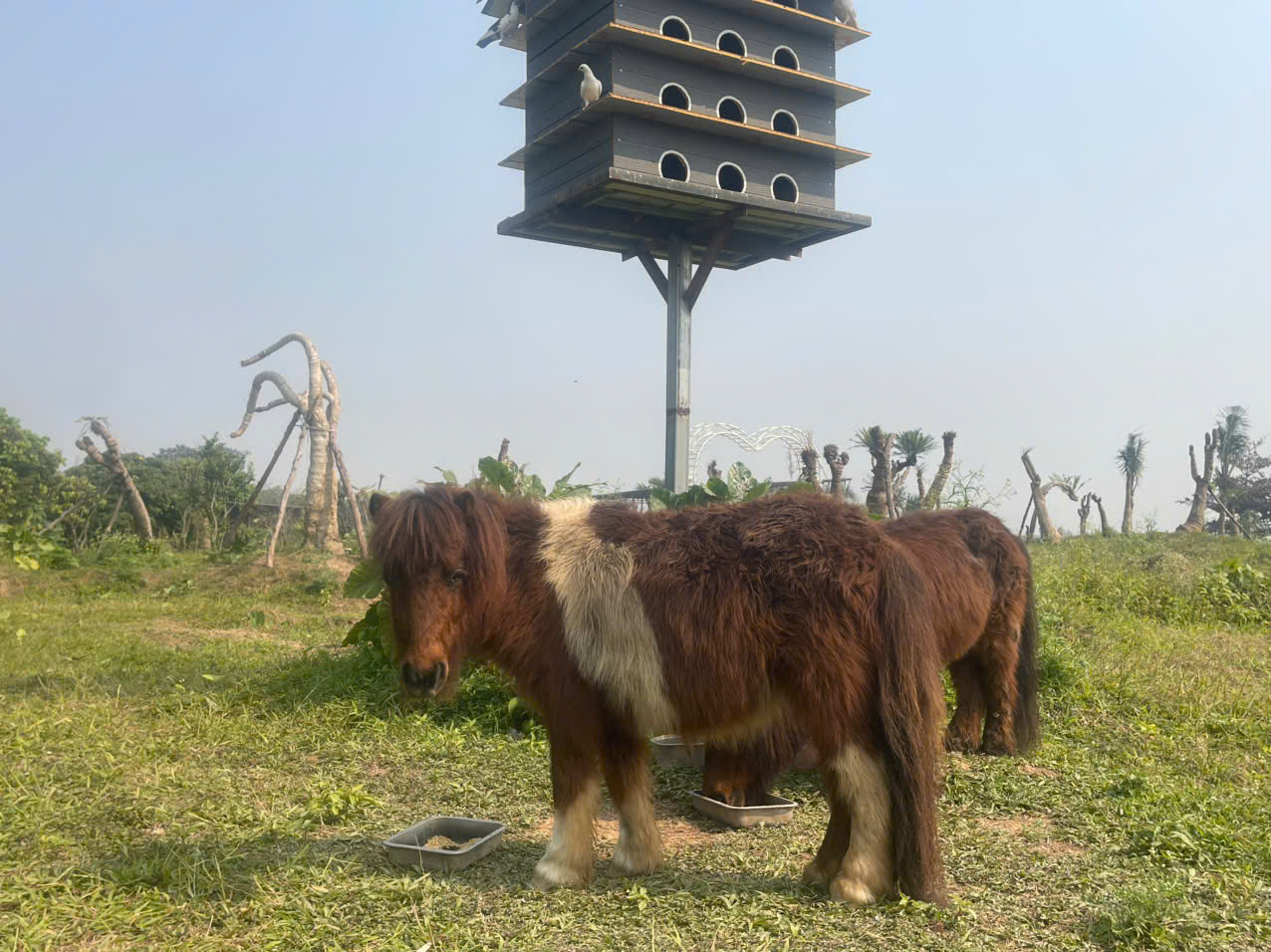 Khách hàng “săn” tìm mua loài vịt cảnh, thiên nga làm quà biếu Tết - 6