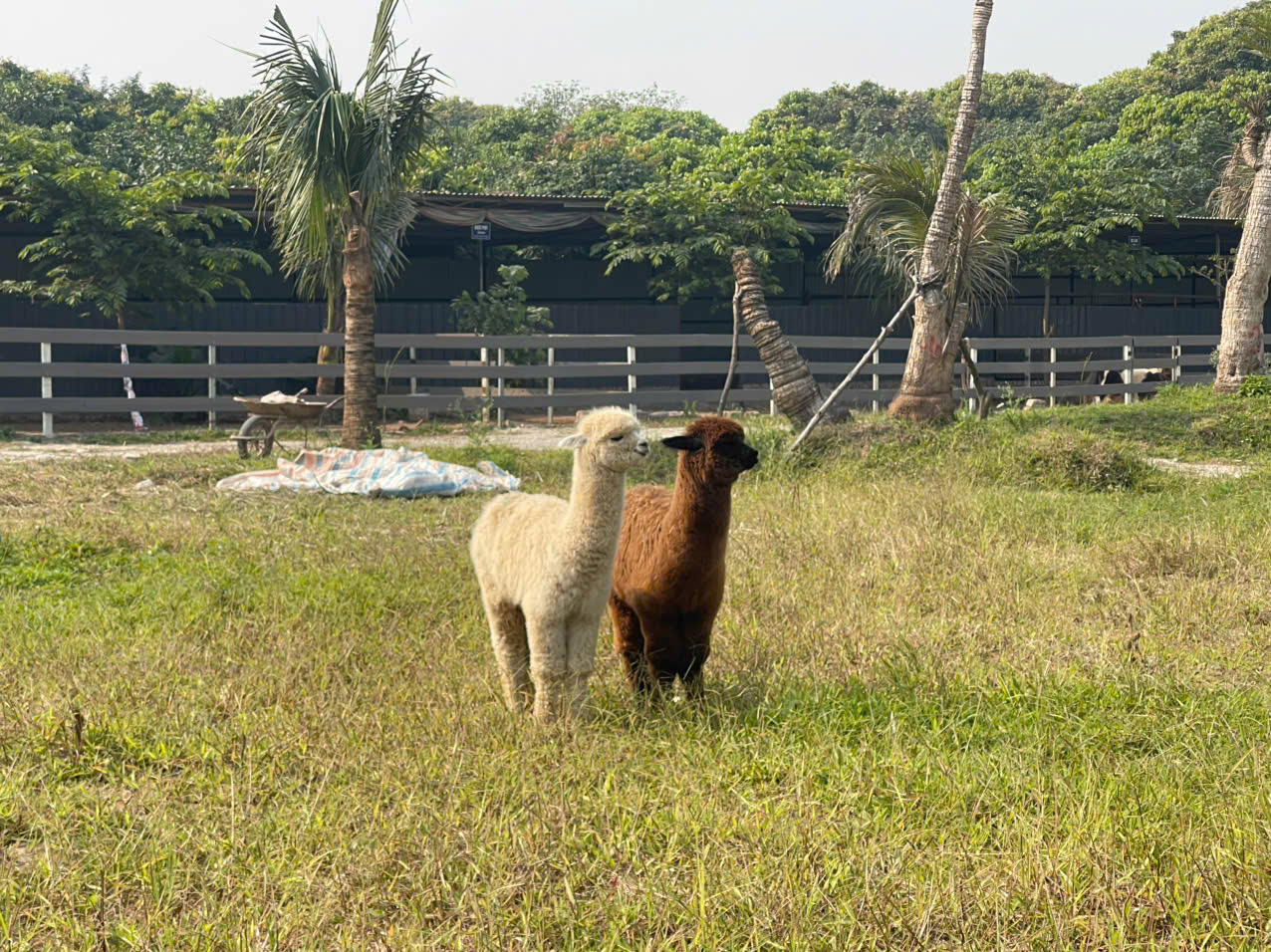 Khách hàng “săn” tìm mua loài vịt cảnh, thiên nga làm quà biếu Tết - 5