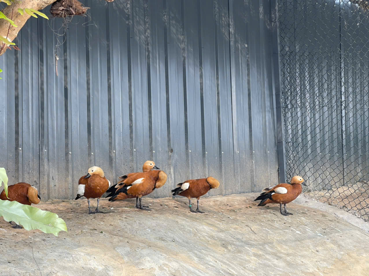 Khách hàng “săn” tìm mua loài vịt cảnh, thiên nga làm quà biếu Tết - 2