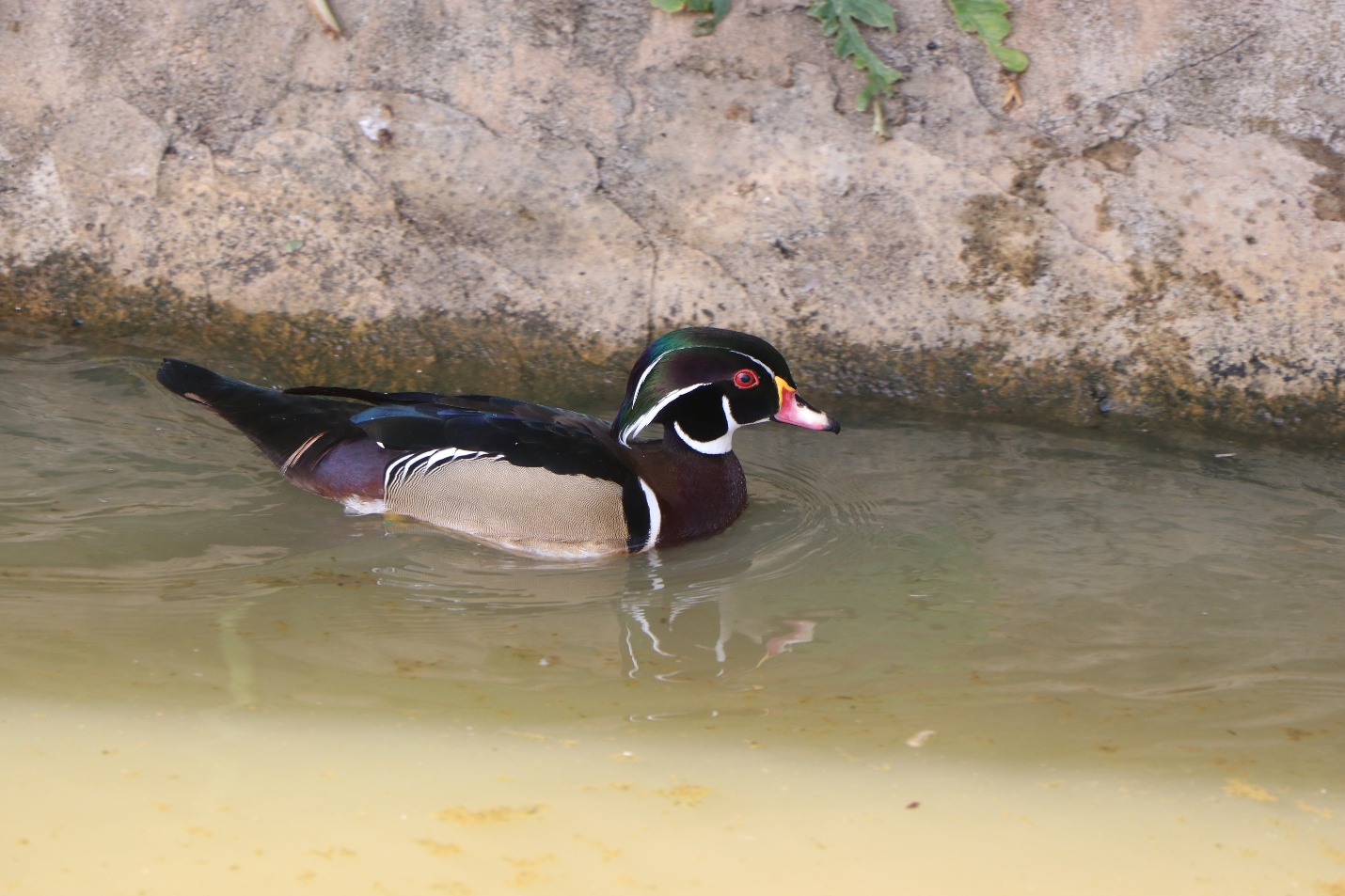 Khách hàng “săn” tìm mua loài vịt cảnh, thiên nga làm quà biếu Tết - 1