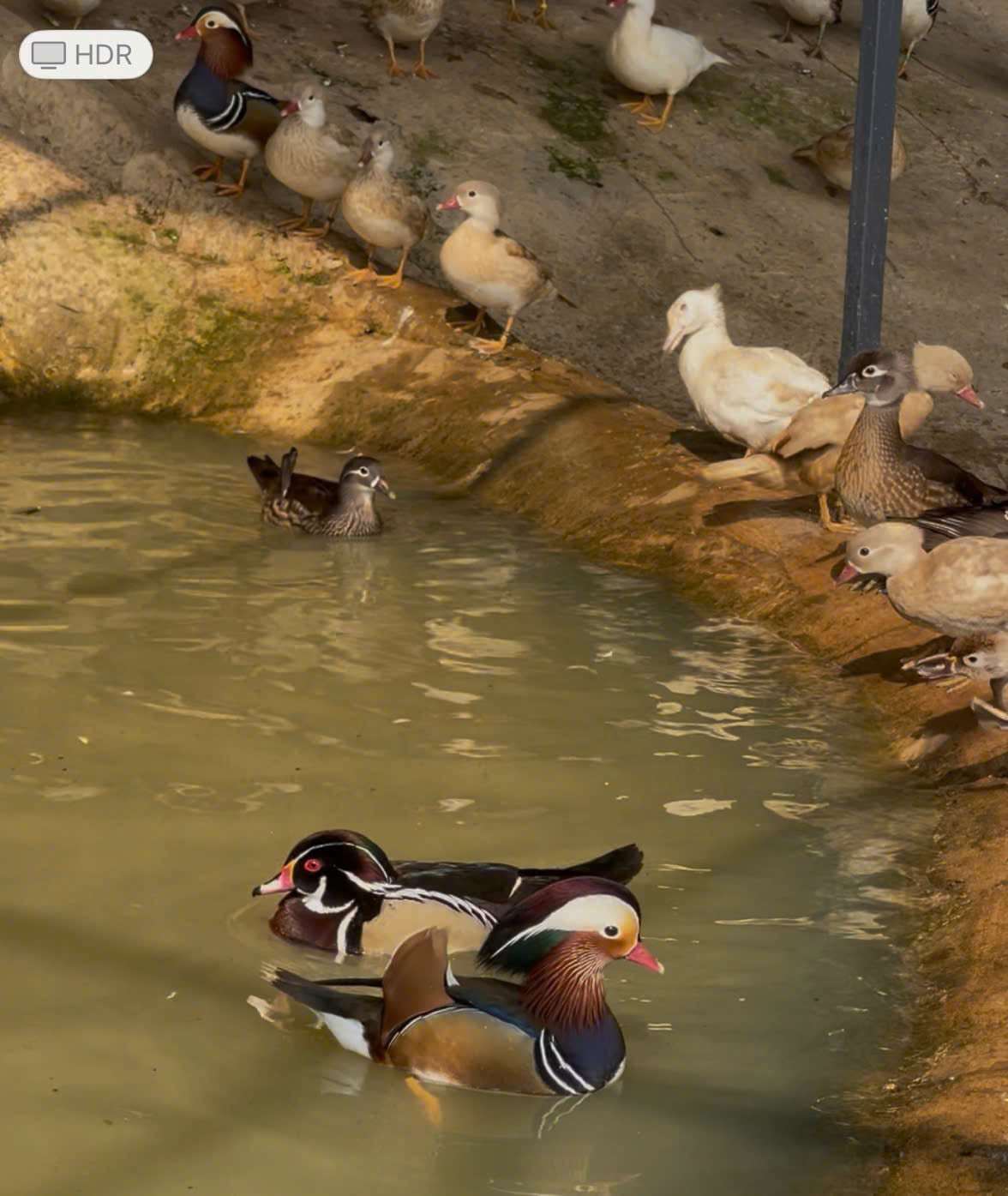 Khách hàng “săn” tìm mua loài vịt cảnh, thiên nga làm quà biếu Tết - 1