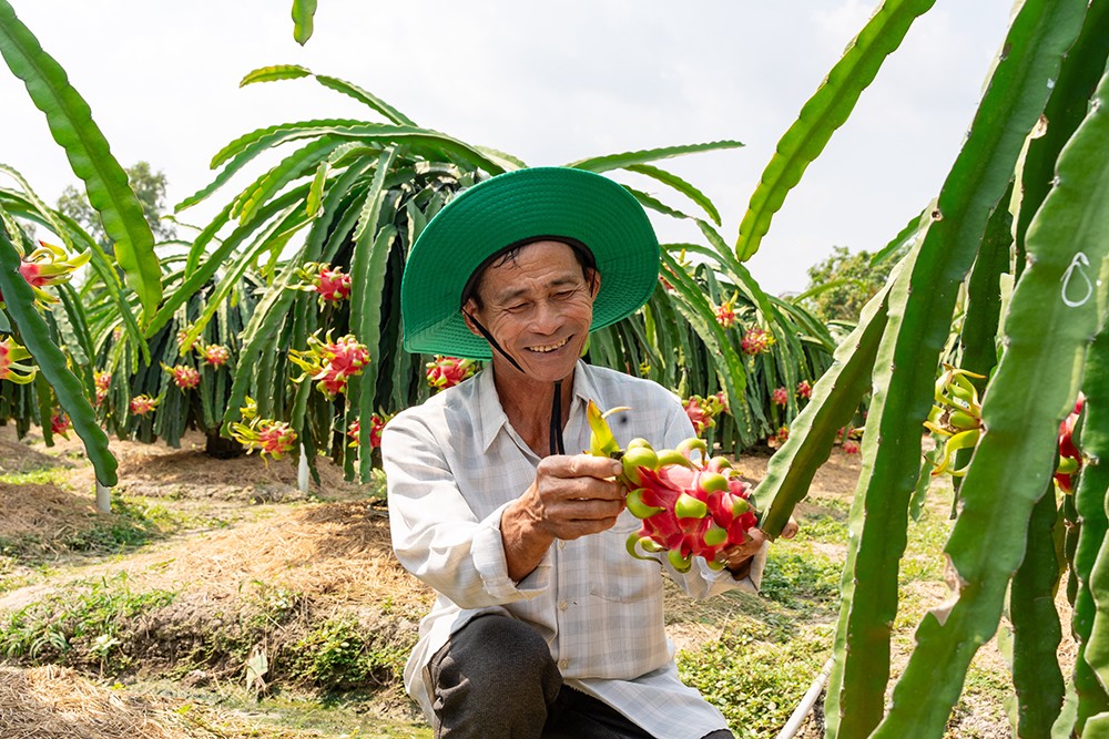Phân bón Cà Mau giúp nâng giá trị trái thanh long Đồng Tháp - 2
