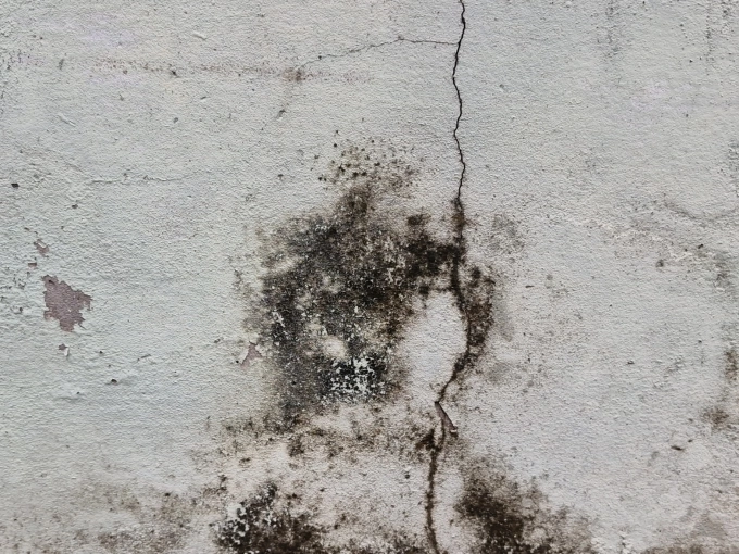 Độc tố từ nấm mốc - “Kẻ kích hoạt” hàng loạt bệnh nguy hiểm tiềm ẩn - 1