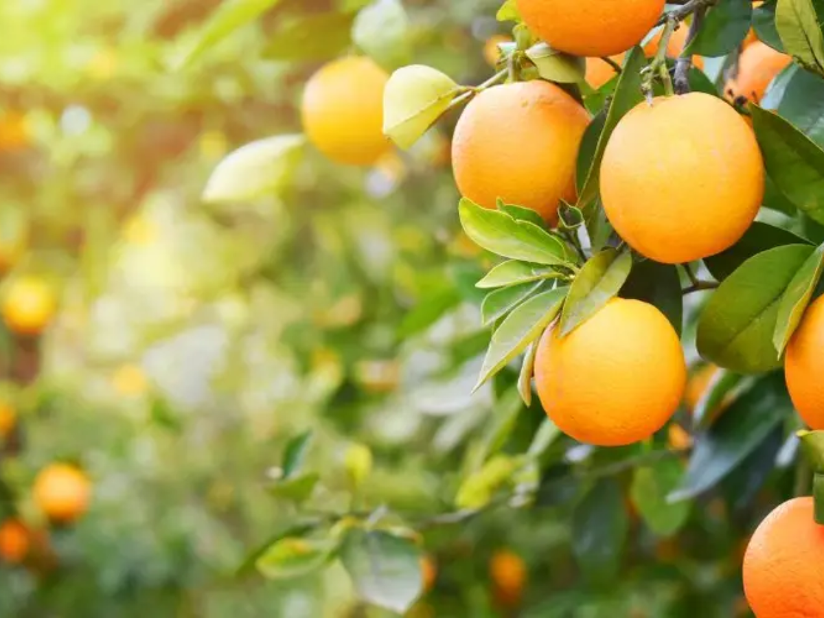 3 loại quả ngày Tết tốt cho xương khớp, nhưng không phải ai cũng biết - 1