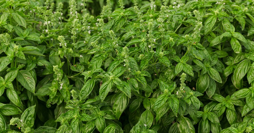 Xu hướng chăm sóc da đầu mới: Sạch gàu bền vững từ Hương Nhu, Đỗ Tùng - 2