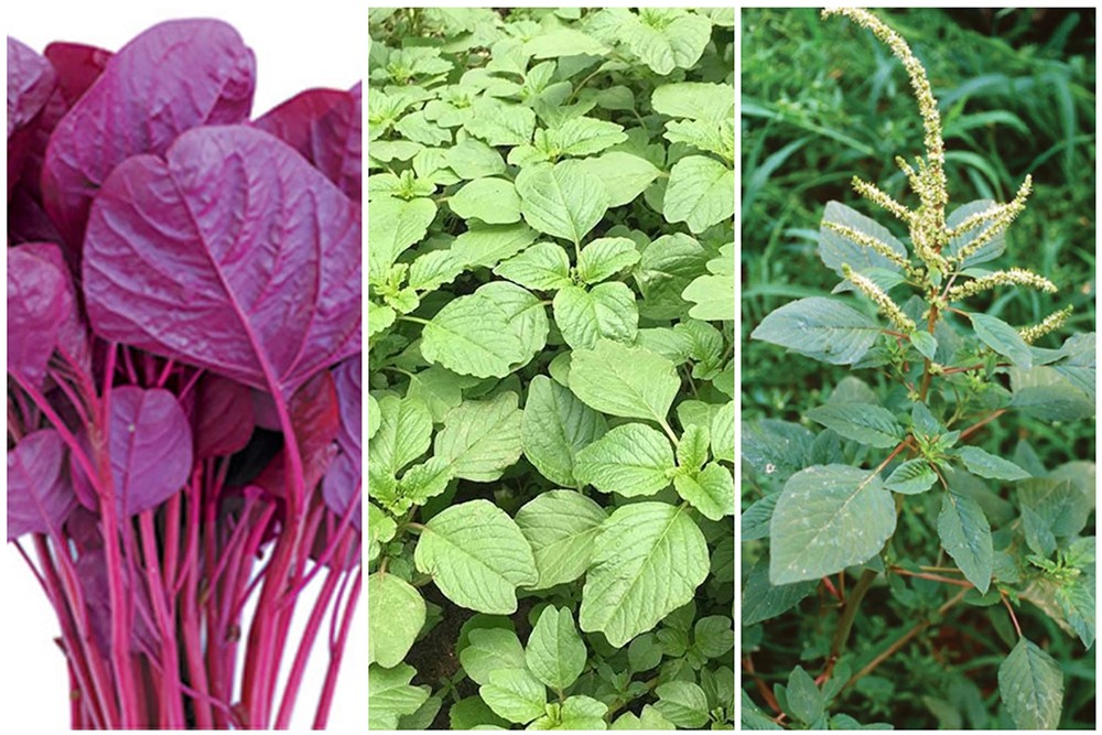 Loại rau bán rẻ bèo ngoài chợ, giàu canxi không kém sữa mà nhiều mẹ sau sinh lại bỏ qua - 2