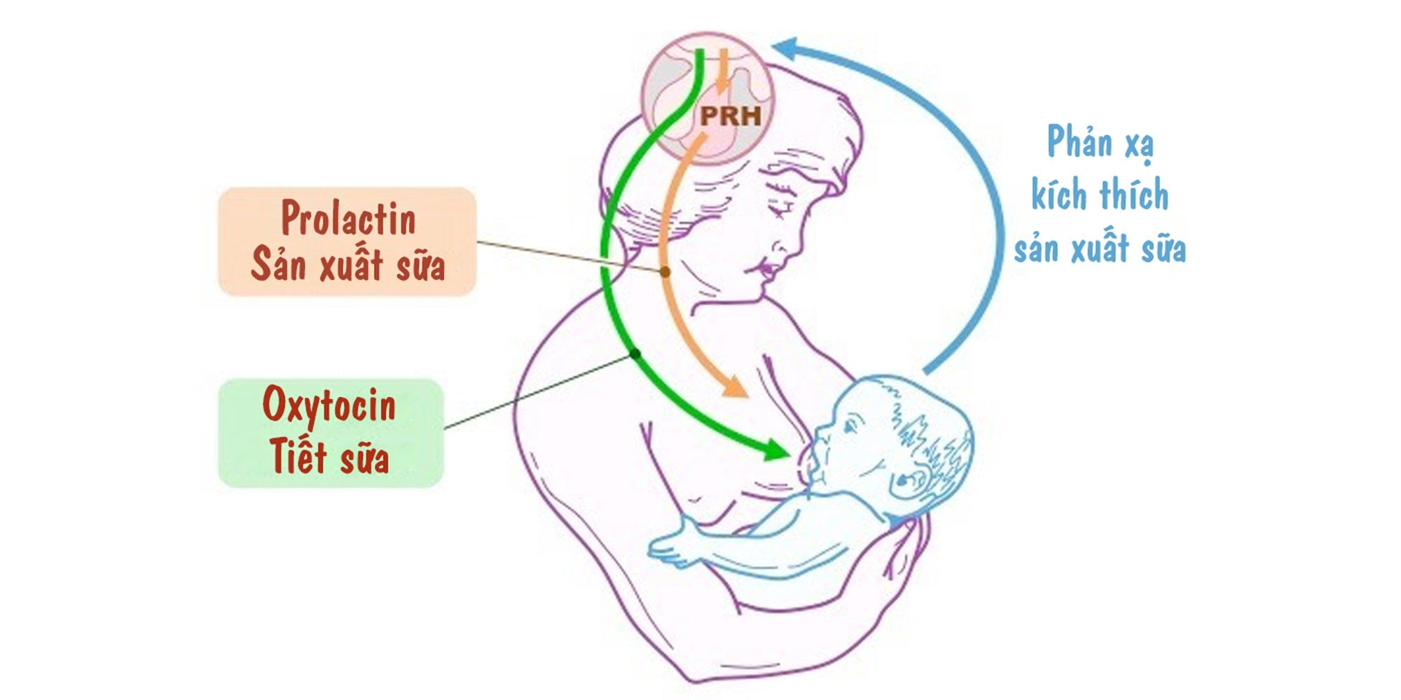 3 bài tập đơn giản giúp kích thích hormone tiết sữa tự nhiên cho mẹ sau sinh - 2