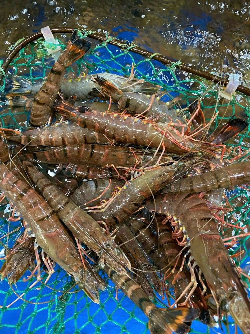 Nóng tuần qua: Bất ngờ 2 quả dưa có giá lên tới hơn nửa tỷ đồng - 2