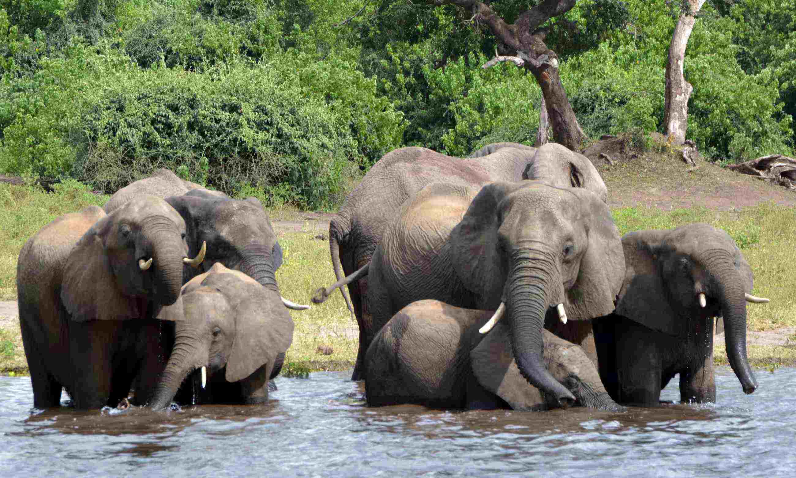 Quốc gia châu Phi dọa gửi 20.000 con voi đến Đức - 2