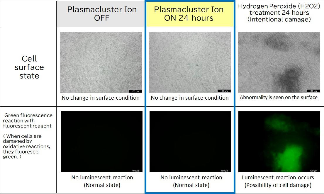 Hiệu quả tiềm năng của công nghệ plasmacluster ion trong việc giảm chất nhầy trong đường thở - 1