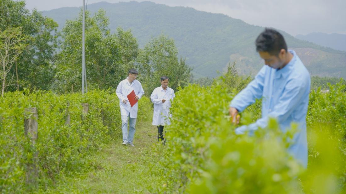 Giải pháp cải thiện tiểu đường bằng thảo dược lành tính - 2
