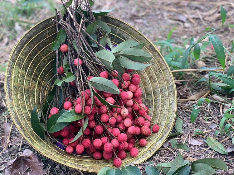 Loại quả dại trước chín đỏ rừng không ai hái, giờ thành đặc sản giá 100 nghìn đồng/kg - 6