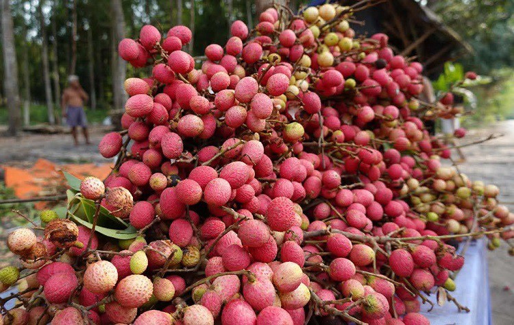 Loại quả dại trước chín đỏ rừng không ai hái, giờ thành đặc sản giá 100 nghìn đồng/kg - 2