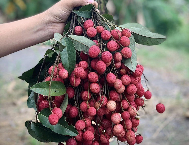 Loại quả dại trước chín đỏ rừng không ai hái, giờ thành đặc sản giá 100 nghìn đồng/kg - 4
