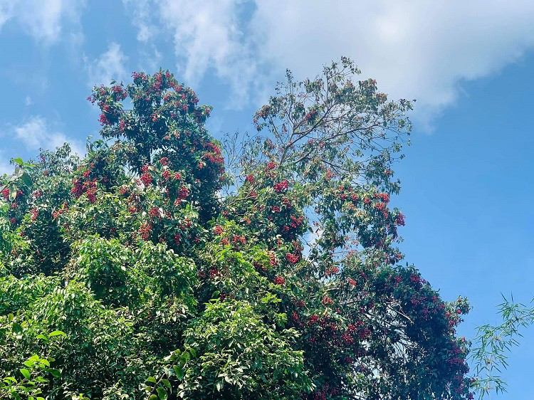 Loại quả dại trước chín đỏ rừng không ai hái, giờ thành đặc sản giá 100 nghìn đồng/kg - 5