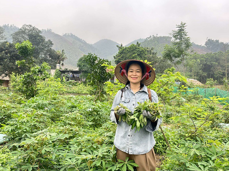 Loại cây trước lấy củ ăn chống đói, giờ hái lá làm món này bán được cả triệu đồng - 3