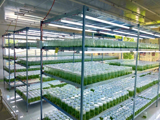 Công ty Cổ phần công nghệ sinh học lâm nghiệp Thái Xuân Biên đạt “Top 20 thương hiệu vàng Việt Nam năm 2025” - 3