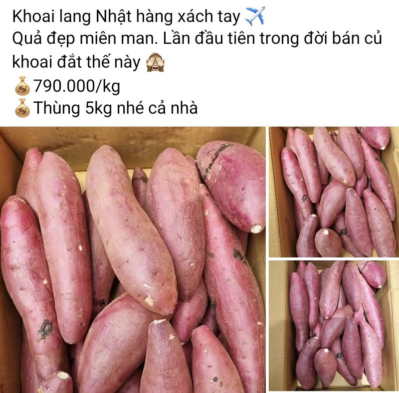 Giật mình loại khoai lang có giá lên tới 790.000 đồng/kg, nhà giàu Việt chi tiền triệu mua ăn - 3