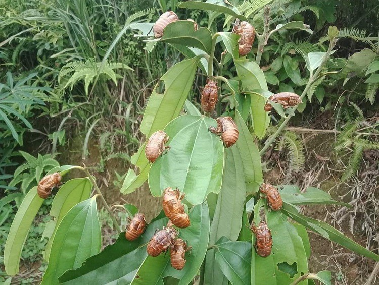 Bất ngờ xác loại côn trùng được mua với giá 2,5 triệu đồng/kg, dân buôn gom từng lạng - 4