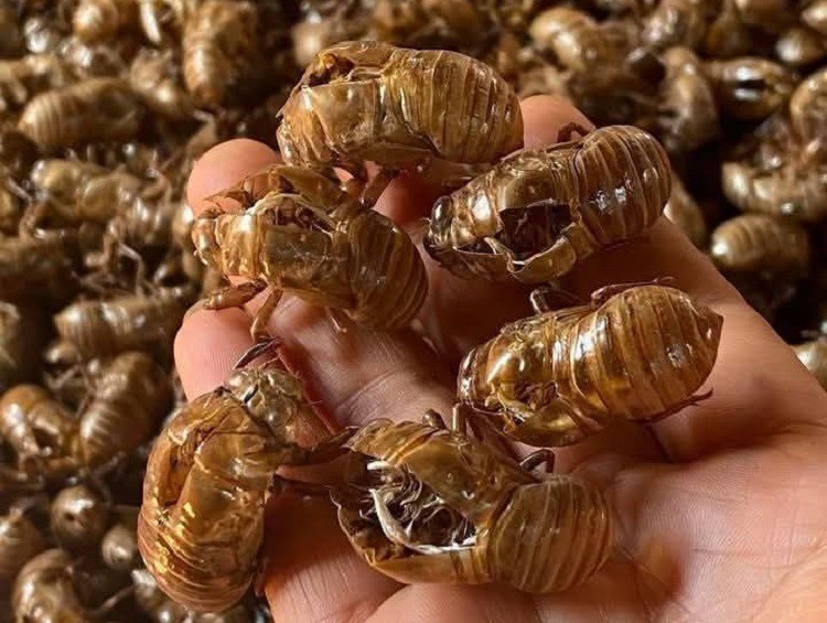 Bất ngờ xác loại côn trùng được mua với giá 2,5 triệu đồng/kg, dân buôn gom từng lạng - 2
