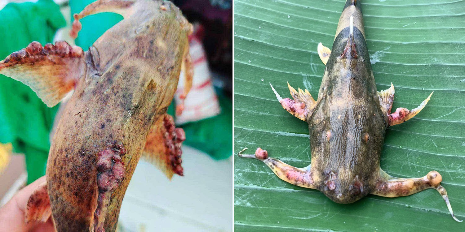 Thái Lan: Cá gần sông Mekong biến đổi bất thường - 1