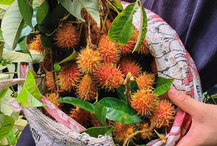 Độc đáo loại quả có ruột như lòng đỏ trứng gà, chị em thi nhau lùng mua về ăn thử - 4