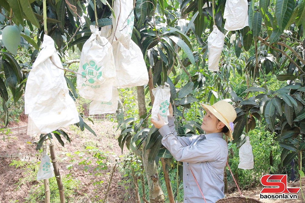 Bao quả - tăng giá trị kinh tế - 2