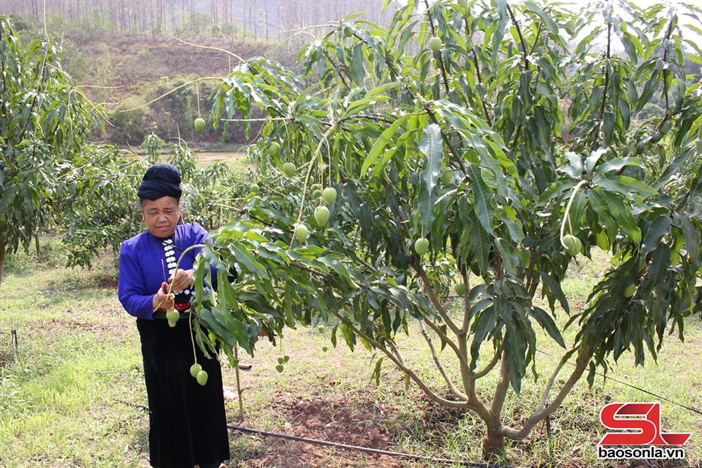 Nông dân Yên Châu tích cực chăm sóc xoài tròn - 1