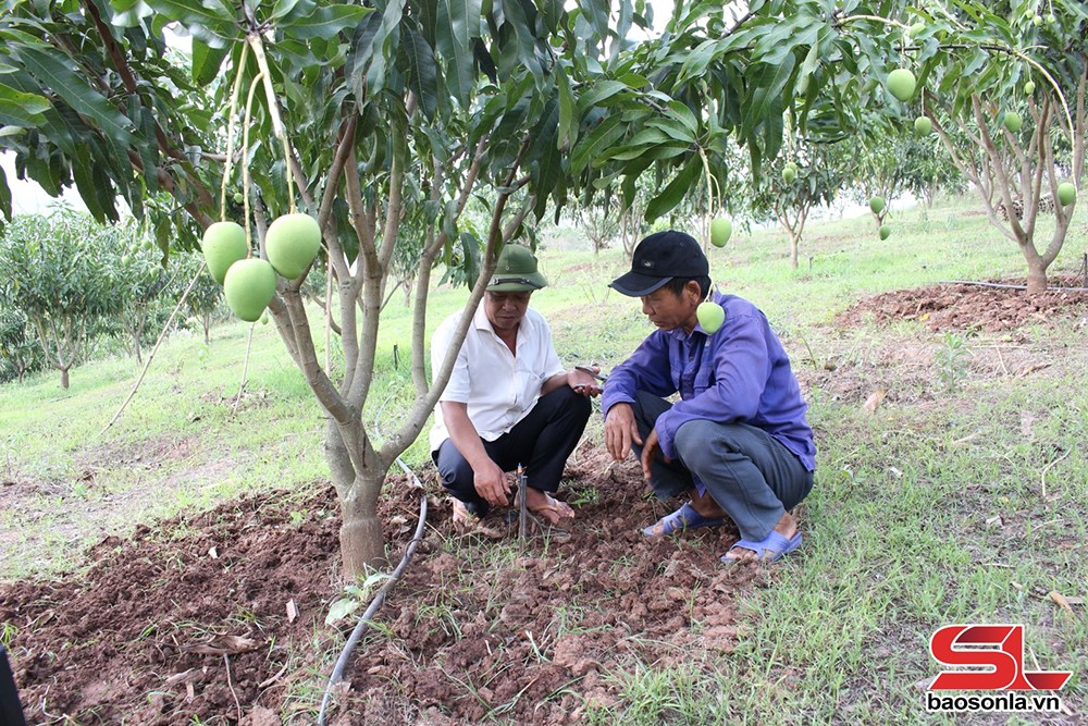 Nông dân Yên Châu tích cực chăm sóc xoài tròn - 2