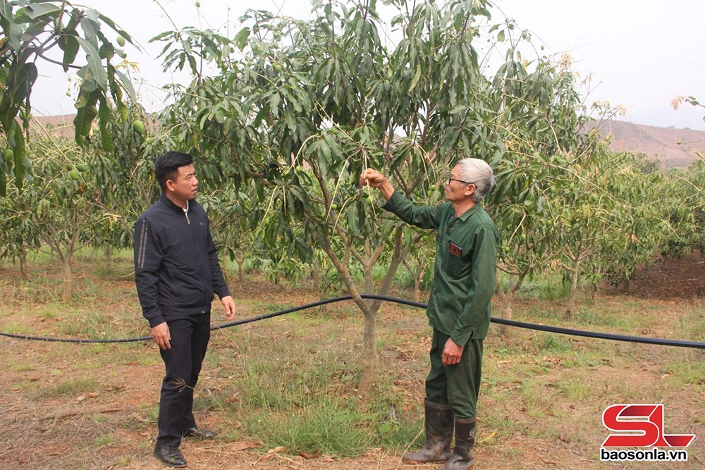 Nông dân Yên Châu tích cực chăm sóc xoài tròn - 3