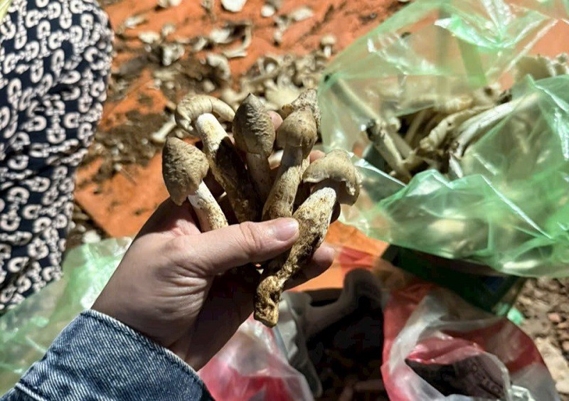 “Lộc trời” tại Việt Nam xuất hiện vào ban đêm, dân soi đèn đi hái kiếm tiền triệu - 4