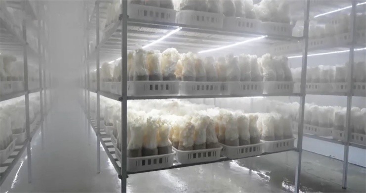 Trồng "nấm thần kỳ" dưới nắng mà hốt bạc triệu/ngày - 3