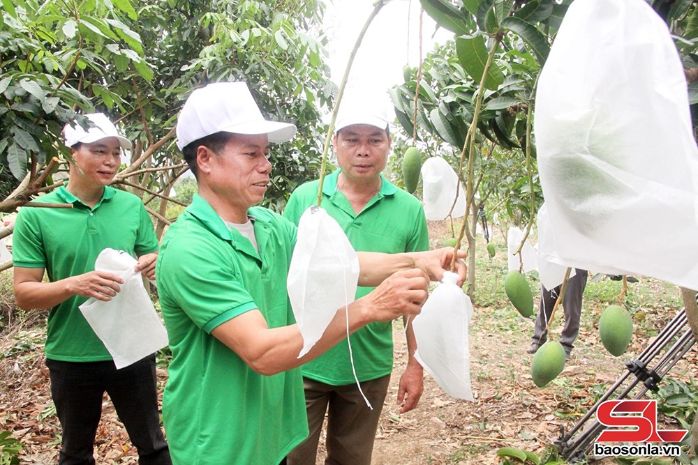 Mường La đưa cây ăn quả lên vùng đất dốc - 1