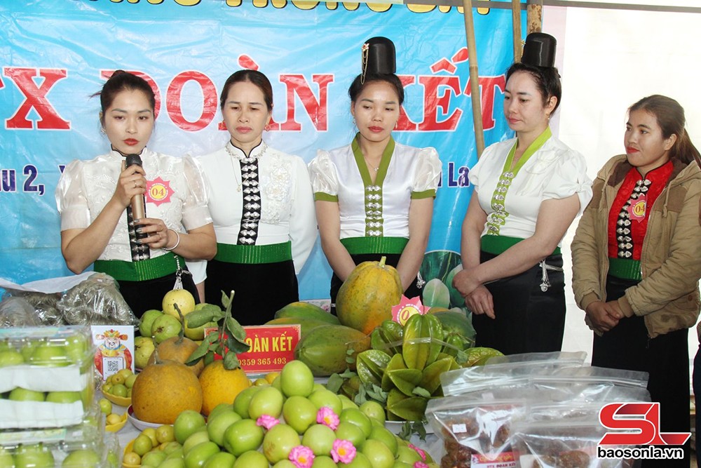 Mường La đưa cây ăn quả lên vùng đất dốc - 2