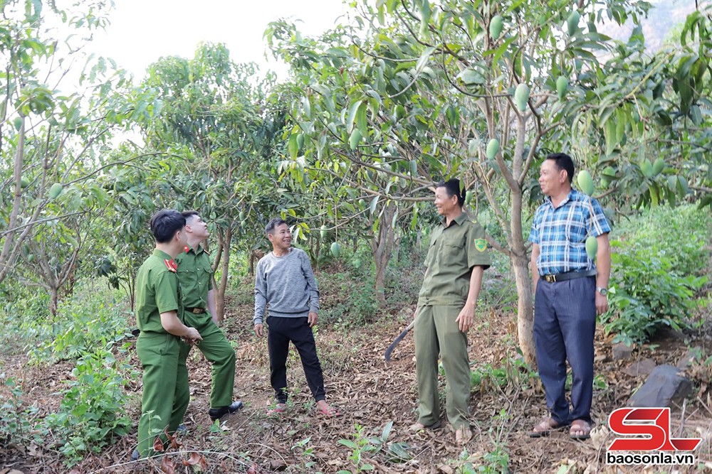 Mường La đưa cây ăn quả lên vùng đất dốc - 3