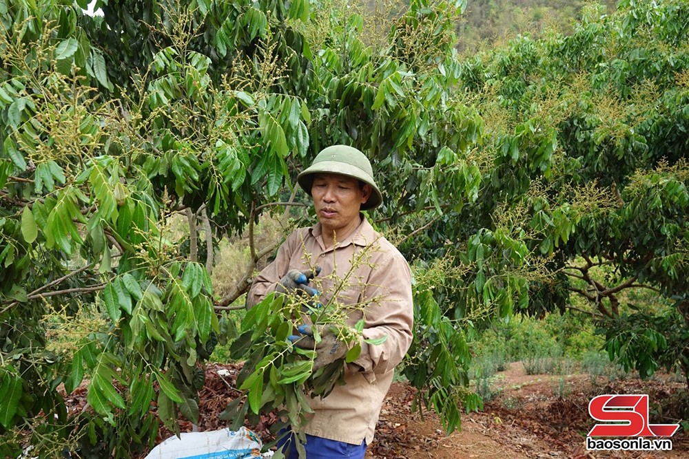 Chủ động các điều kiện phục vụ thu hoạch, chế biến, tiêu thụ nông sản - 3